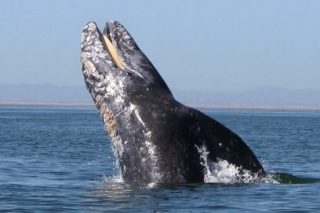 Magnifica ballena gris